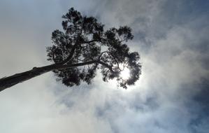 Tree Himmel