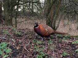 Pheasant Bird Colorful