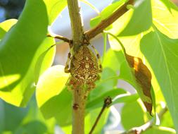 insect on tree branches in the shade close-up on a blurred background