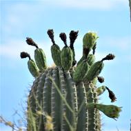 Cactus Saguaro Arizona