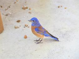Wild Blue Bird on street