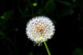 Dandelion Seed Contrast