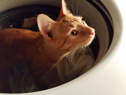 Cat Curious Pet
