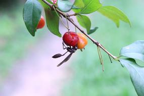 Hornet Insects