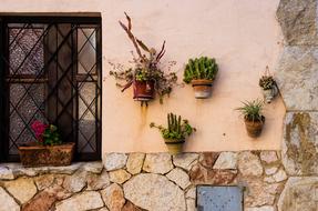 Window Cactus flowers