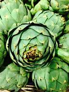 Artichokes Green