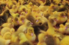 Chicks Yellow Puppies