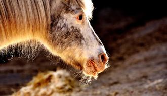 Portrait of the colorful, cute and beautiful pony, on the meadow, in sunlight