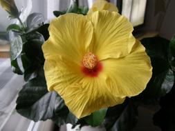 Hibiscus Yellow