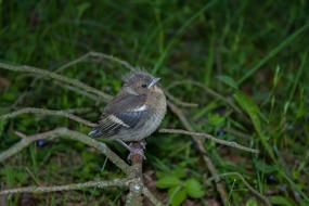 Close-up of the colorful, cute and beautiful chaffinch bird, on the branches, among the green grass