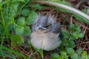 charmingly cute Chick Chaffinch
