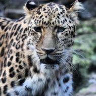 Tiger Wildlife