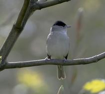 Blackcap Bird branch