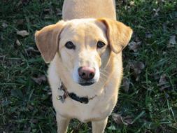 Portrait of the cute, colorful and beautiful dog in light, on the green greass
