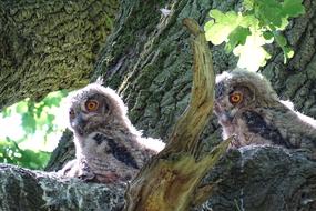 Eagle Owl Raptor Bird Of