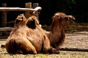 Camel resting on ground in Zoo