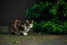 Colorful, cute and beautiful cat, near the green plants