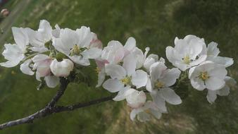 Apple Tree White