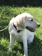 Summer Golden Retriever dog