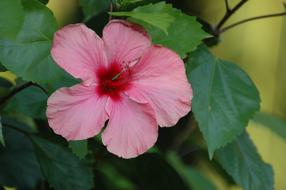 Pink hibiscus on a bush