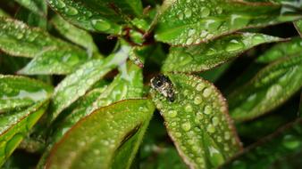 beetles on the wet leaves of the plant