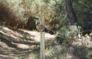 National Park Bird Water