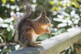 forest Squirrel Wildlife