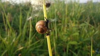 snail on a flower stem