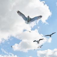 Beautiful and colorful, flying seagulls birds, in sunlight, under the blue sky with clouds