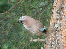 Colorful, cute and beautiful jay bird on the branch of the colorful pine tree