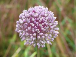 Garlic Flower Plant