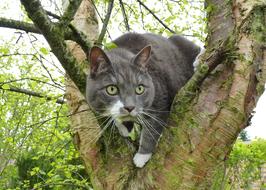 Cat grey tree