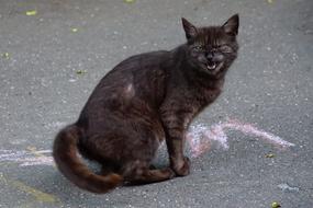 Cat Hiss road