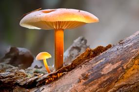 flowering mushrooms on a tree