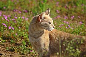 Cat Mieze pink flowers