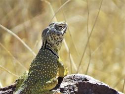 Reptile Lizard Yellow