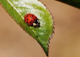 Ladybug red Insect Nature