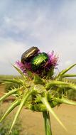 shiny bugs on a flower