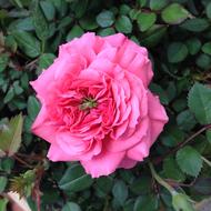 Pink Rose Splendor Queen