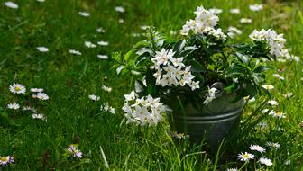 Jasmin Solanum Jasminoides Meadow