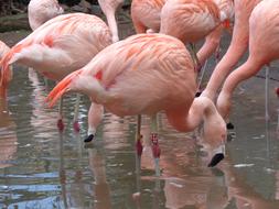 Flamingo Birds