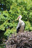 Stork Bird green forest