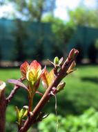 colored leaves on a branch