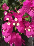 pink flowers in the garden are fragrant