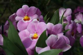 Orchids Orchid Tropical Flowers
