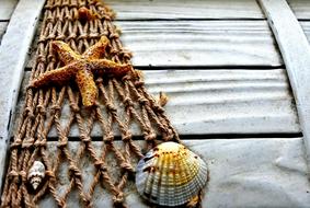 Maritime Box Wood