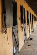 Barn Horse Animal