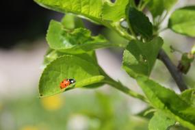 God Ladybug macro blur nature