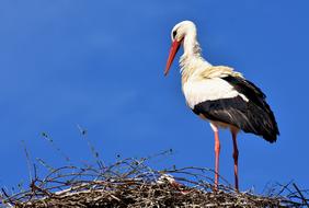 Stork blue sky