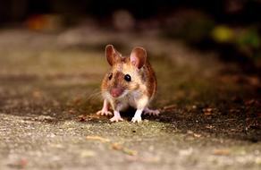 cute charming Mouse Rodent